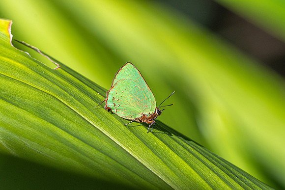 Cyanophrys herodotus-8191- Bucaramanga - 31/07/25