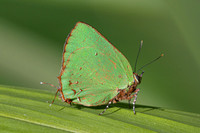 Cyanophrys herodotus-8219- Bucaramanga - 31/07/25