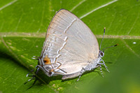 Gargina gargophia-8150 - Bucaramanga - 31/07/25