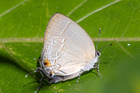 Gargina gargophia-8152 - Bucaramanga - 31/07/25