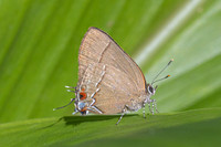 Gargina gargophia-8168 - Bucaramanga - 31/07/25