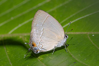 Gargina gargophia-8160 - Bucaramanga - 31/07/25