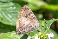 Rekoa palegon-5871