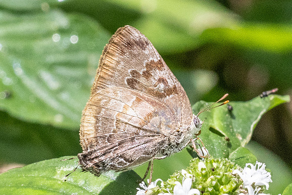 Rekoa palegon-5871