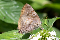 Rekoa palegon-5872