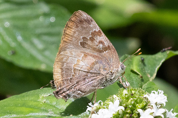 Rekoa palegon-5872