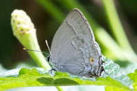 Rekoa sp-8642