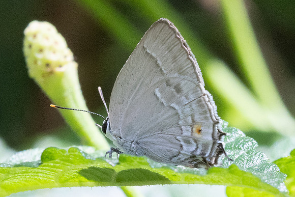 Rekoa sp-8642