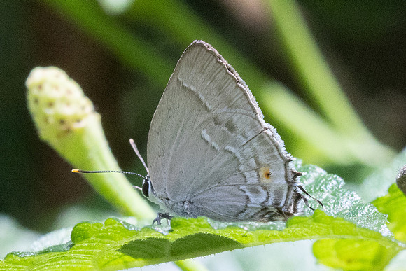 Rekoa sp-8644