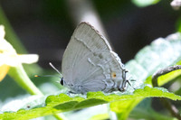 Rekoa sp-8645