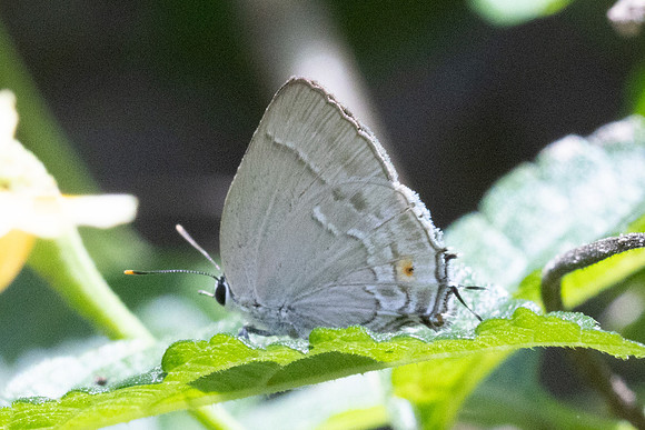 Rekoa sp-8645