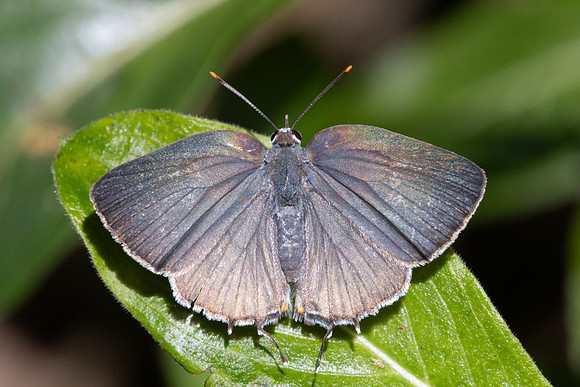 Rekoa sp id--8537