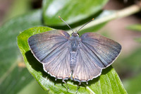 Rekoa sp id--8525