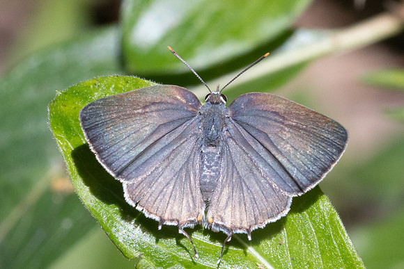 Rekoa sp id--8525