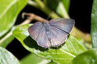 Rekoa sp id--8520