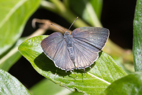 Rekoa sp id--8520