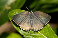 Rekoa sp id--8531