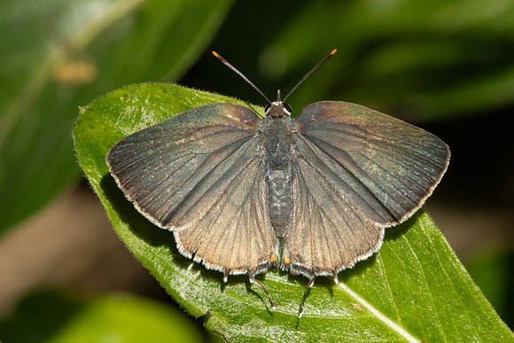Rekoa sp id--8531