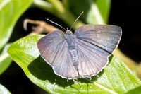 Rekoa sp id--8519