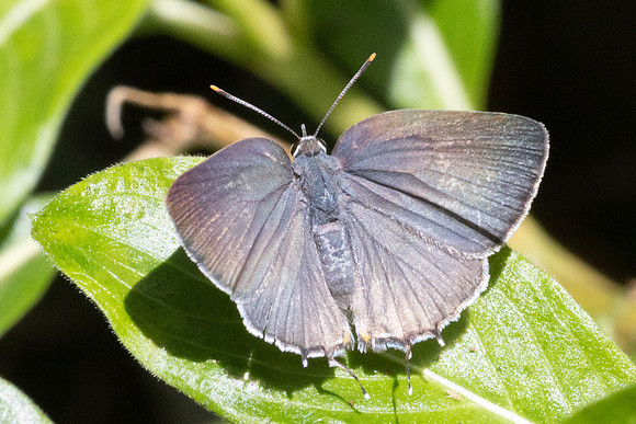 Rekoa sp id--8519