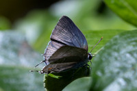 Rekoa sp id--8513