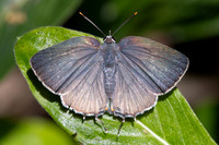 Rekoa sp id--8530