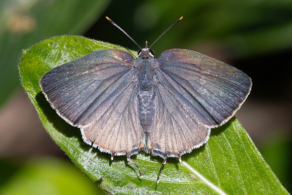 Rekoa sp id--8530