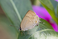 Rekoa sp-8506