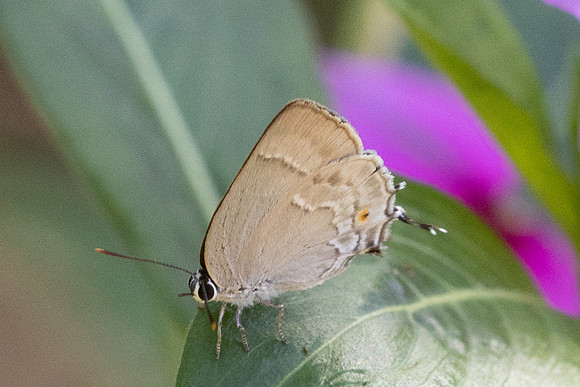Rekoa sp-8506