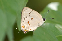Siderus philinna-3863