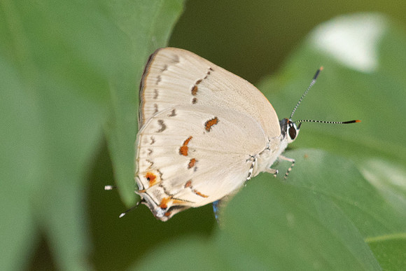 Siderus philinna-3863