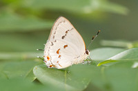 Siderus philinna-3868
