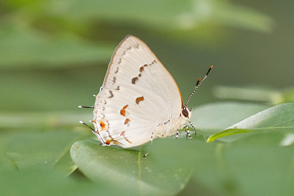Siderus philinna-3868