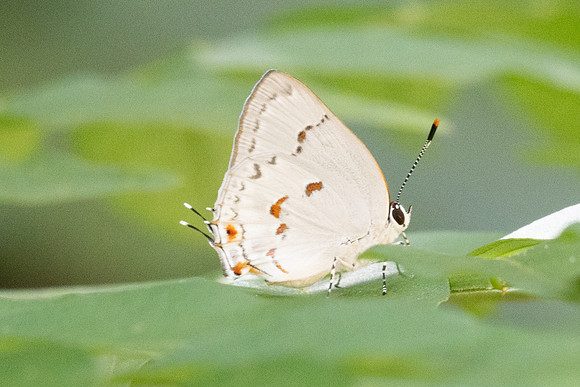 Siderus philinna-3894