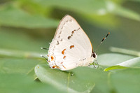 Siderus philinna