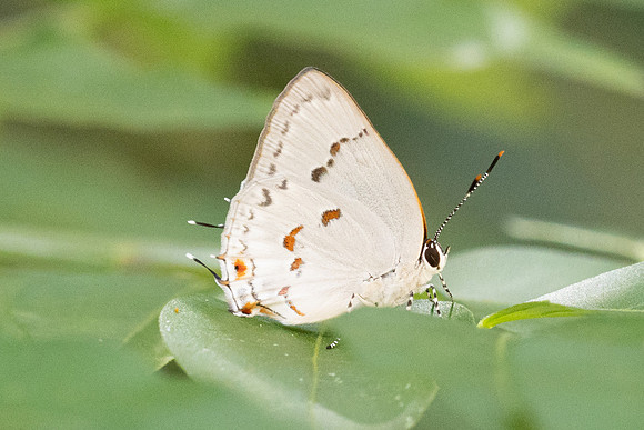 Siderus philinna-3871