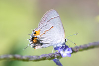 Strymon melinus-3758