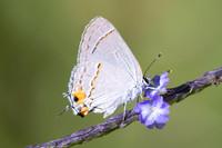 Strymon melinus-3761