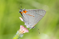 Strymon melinus-2857