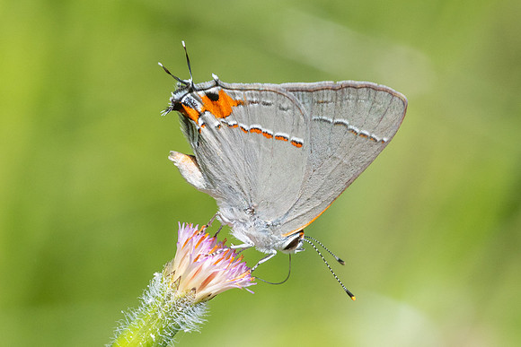 Strymon melinus-2857