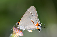 Strymon melinus-2852