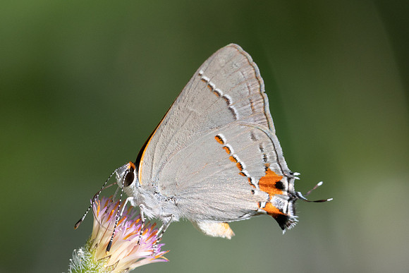 Strymon melinus-2852