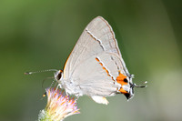 Strymon melinus-2851