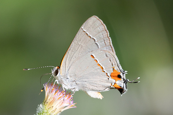 Strymon melinus-2851