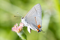 Strymon melinus-2795