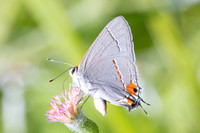Strymon melinus-2791
