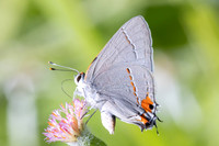 Strymon melinus-2788
