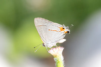 Strymon melinus-2807