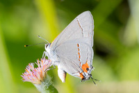 Strymon melinus-2783