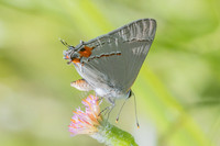Strymon melinus-2781